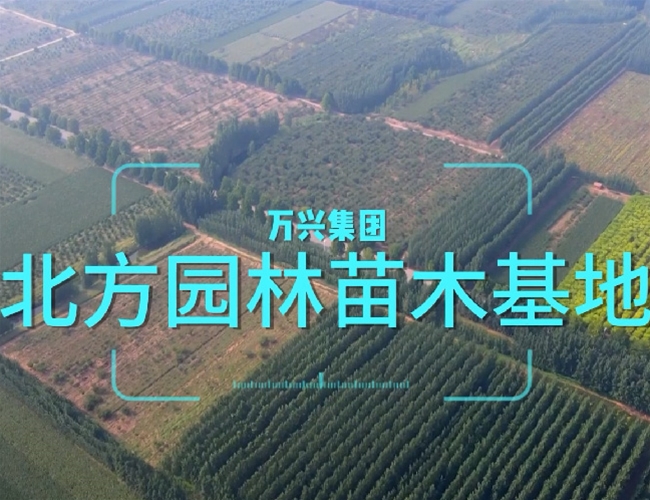 万兴苗木