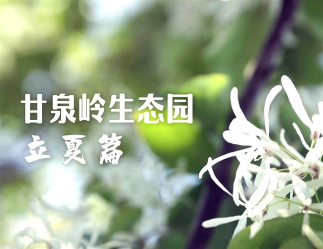 立夏